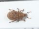 Curculionidae ID8.JPG