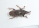 Curculionidae ID10.JPG