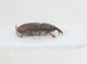 Curculionidae ID11.JPG