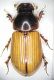 aphodius ict-ghardim.JPG