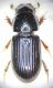 aphodius kraatzi.JPG