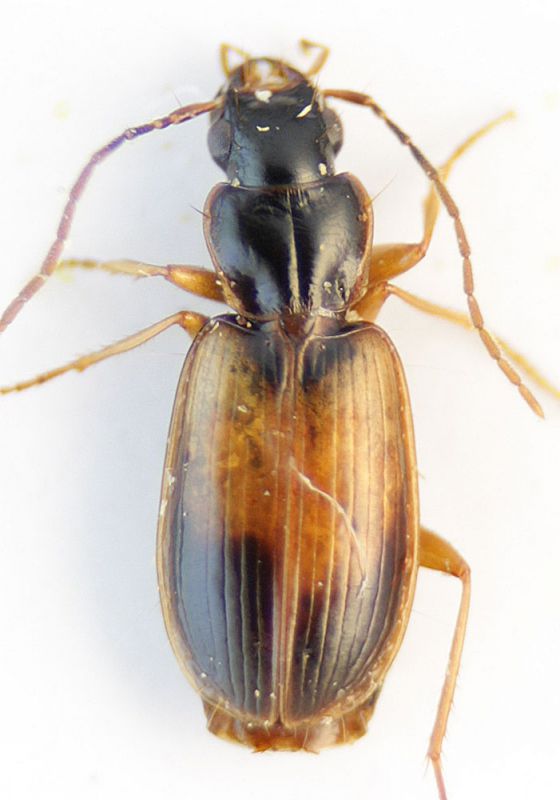 Carabidae13.jpg