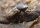 Aphodius distinctus.jpg