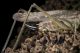 Platycleis albopunctata.jpg
