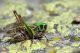 Decticus verrucivorus_m.jpg