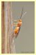 braconidae...JPG