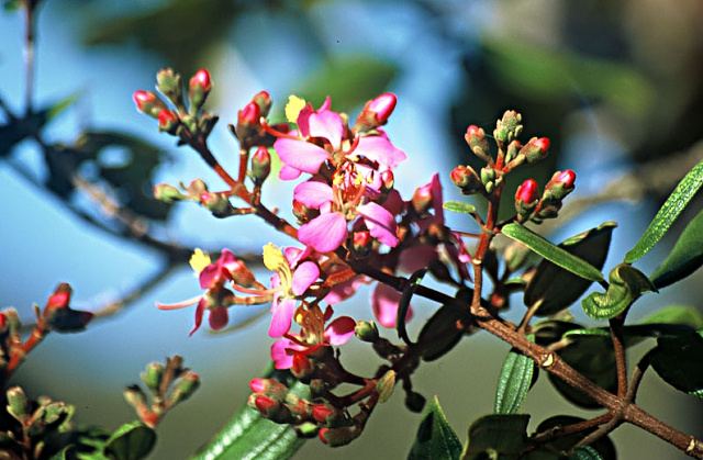 Terminalia sp..jpg