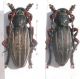 Dorcadion,Chelmos,Pelopones.JPG