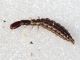 Larva di Raphidiidae2.JPG