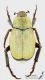 Hoplia_argentea_s_C01484.JPG