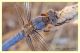 orthetrum.JPG