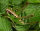#Pholidoptera littoralis-Viscri-Romania2-17.06.09.jpg