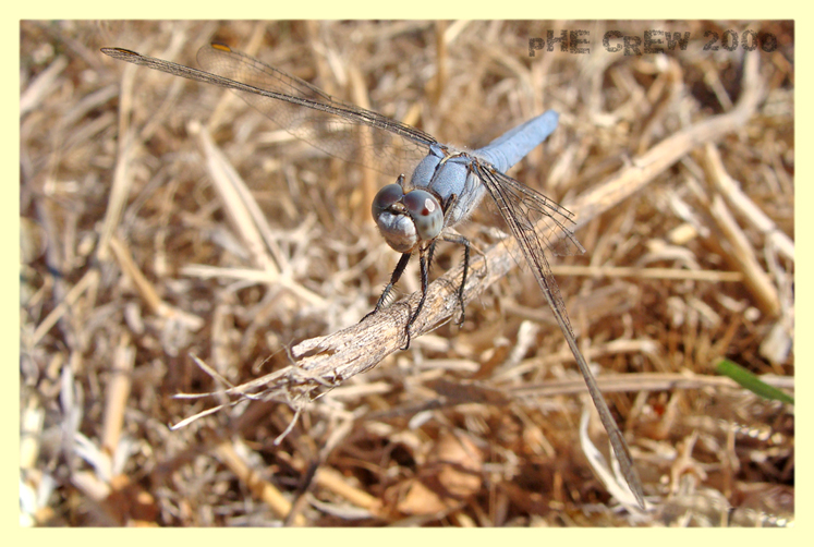 orthetrum (1).JPG