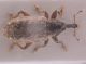 Dorytomus1.jpg