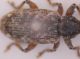 Dorytomus3.jpg