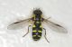 Xanthogramma pedissequum11.jpg