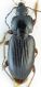 Pterostichus5.jpg