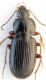 Pterostichus6.jpg