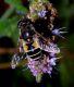 Eristalis arbustorum1.jpg