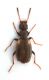Anthicidae copy.jpg