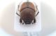 Onthophagus faccia.jpg