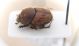 Onthophagus fiancata.jpg