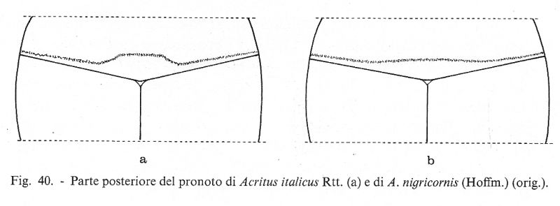 Acritus1.jpg