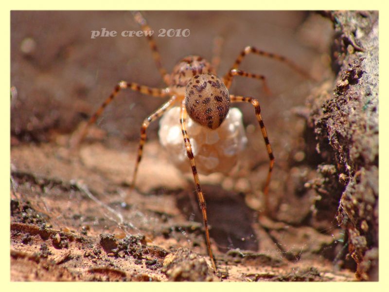 aracnide con uova Roma provincia Agosto 2010 (3).JPG