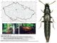 Olisthaerus substriatus (PAYKULL, 1790 ).jpg