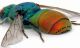 Chrysidae sp. Spilia 3 - Vista addome  .jpg