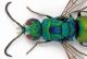 Chrysidae sp. Spilia 2.JPG