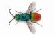 Chrysidae sp. Spilia 1.jpg