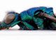 Chrysidae sp. 1 - Medeazza - Vista pronoto 2.JPG