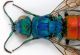 Chrysidae sp.1 Medeazza 2.JPG