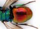 Chrysidae sp.8 - Fagare  sul Piave 2 - Tibie posteriori.JPG