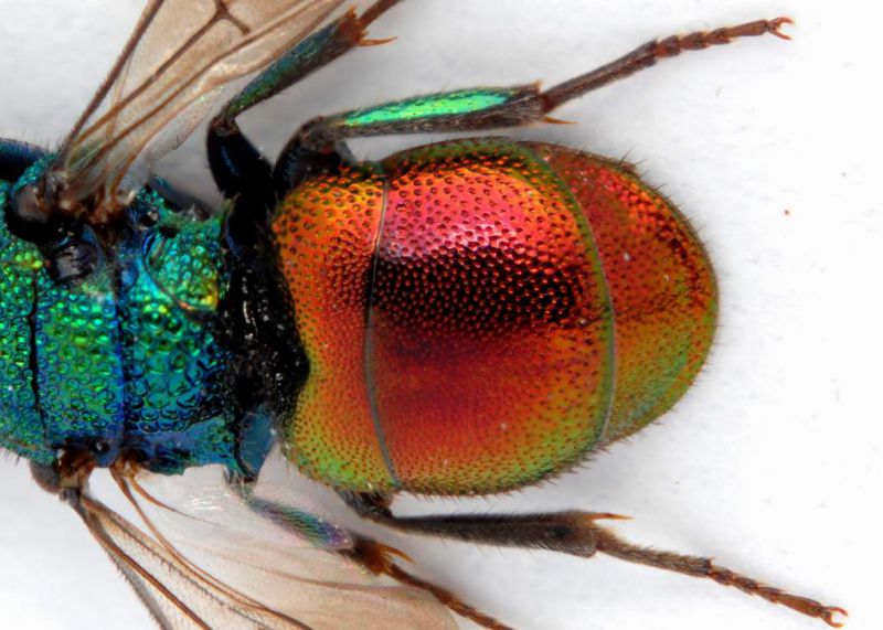 Chrysidae sp.8 - Fagare  sul Piave 2 - Tibie posteriori.JPG