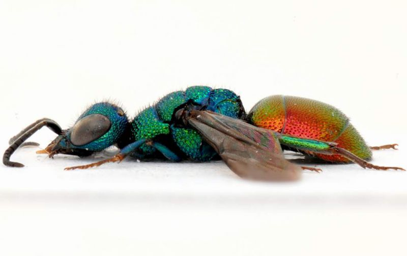 Chrysidae sp.8 - Fagare  sul Piave - Pronoto di lato.jpg