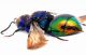 Chrysidae sp.1 Prosecco - Addome.jpg