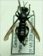 EntItAsilidae.JPG