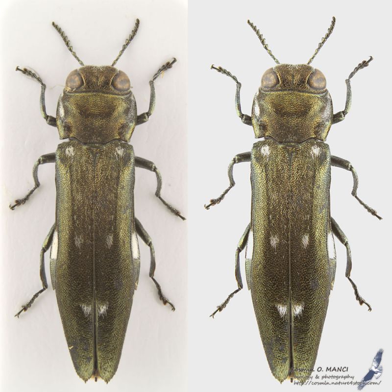 Agrilus_ater_C01511bva.JPG