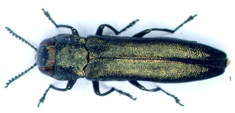 Agrilusrid.jpg