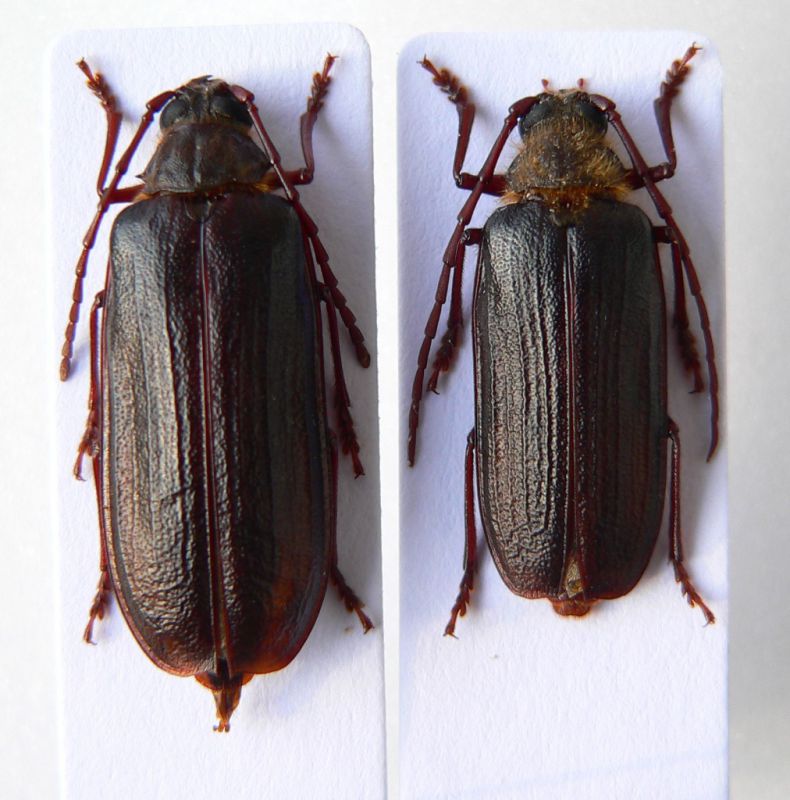 Tragosoma from Europa.JPG