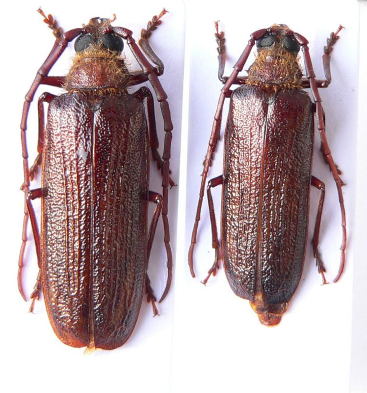 Tragosoma from USA..JPG