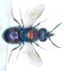 Crysiderid.jpg