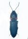 Cardiophorus 003 copia.jpg