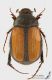 Omaloplia_ruricola_s_C01503.jpg