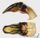 Gnorimus_nobilis_g.jpg
