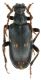 Brachyta borni_female.jpg