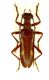 Xylosteus bartoni_male.jpg