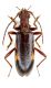 Xylosteus bartoni_female.jpg